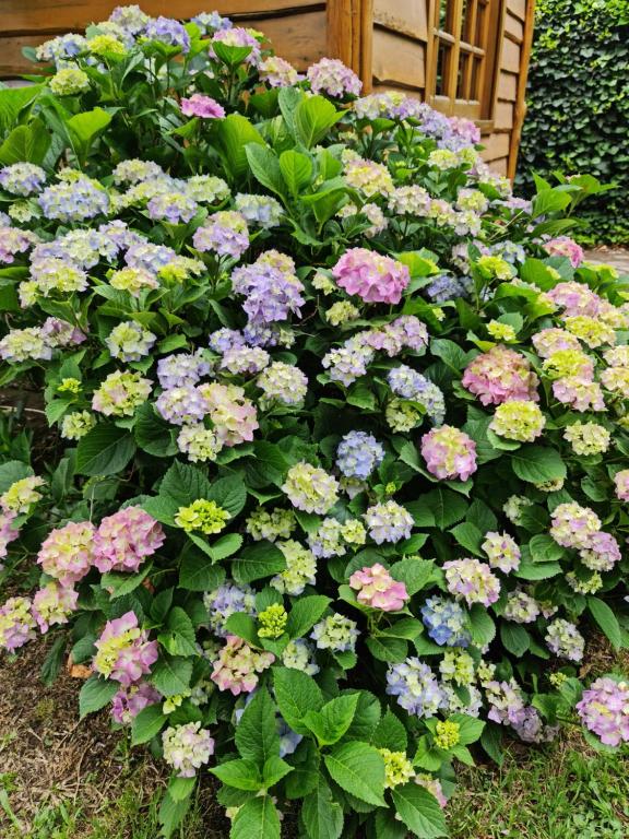 Hortensias en flor en el jardín del complejo